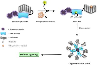 The Ubiquitin Code of NODs Signaling Pathways in Health and Disease